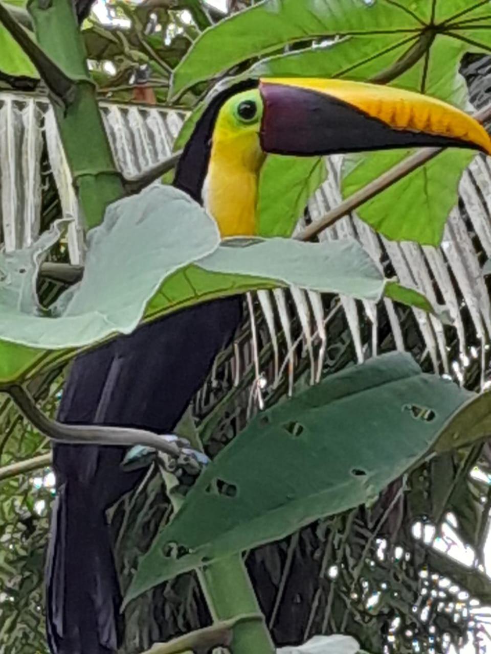 Los Paniquines Ecolodge Drake Bay Ngoại thất bức ảnh